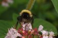 Thumbnail Bumblebee-0001.jpg 