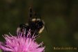 Thumbnail Bumblebee-0002.jpg 