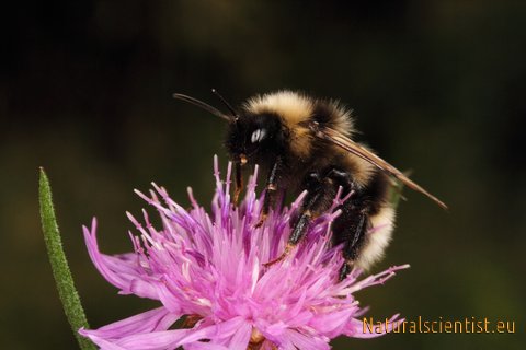 Bumblebee-0003.jpg 