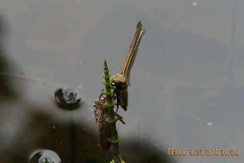 Dragonfly-0004.jpg 
