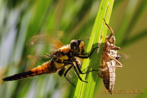 Dragonfly-0005.jpg 